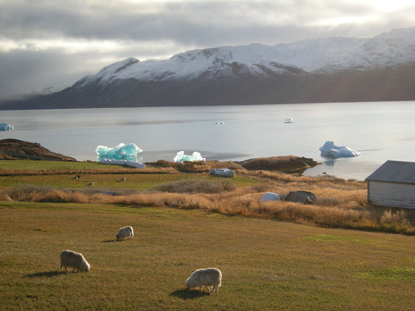 Ipiutaq guest farm, sheep farming and agro-tourism