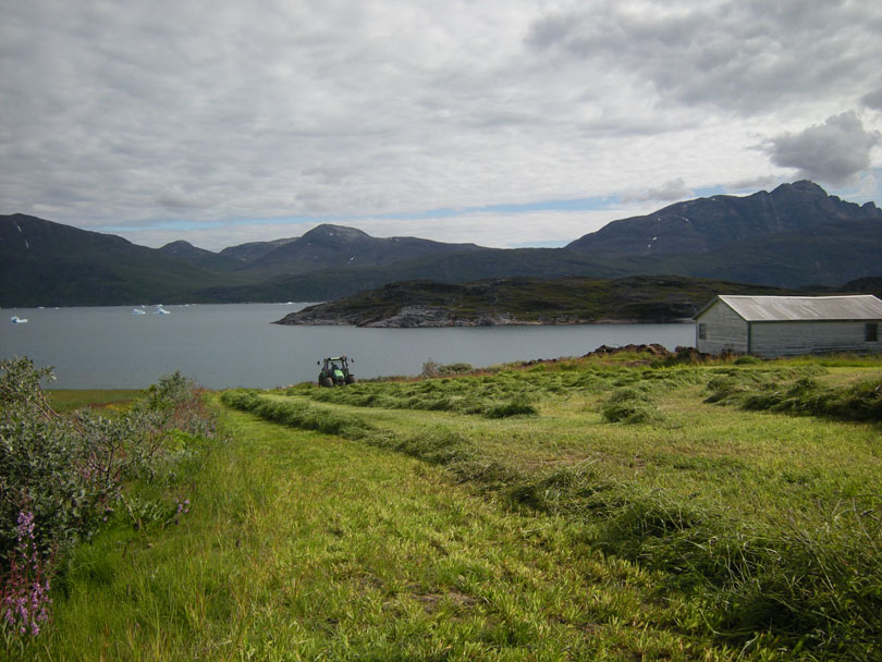 Ipiutaq guest farm, fields on the fjord side, summer