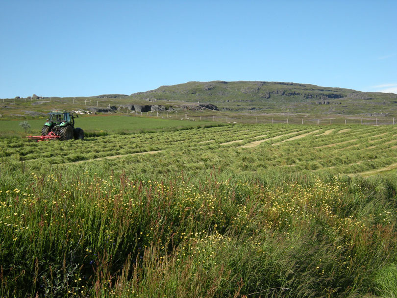 Ipiutaq guest farm, fields