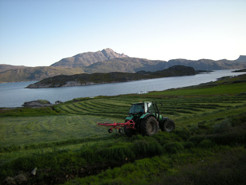 Ipiutaq guest farm, fields