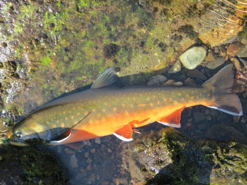 Ipiutaq guest farm, arctic char in Ilua river