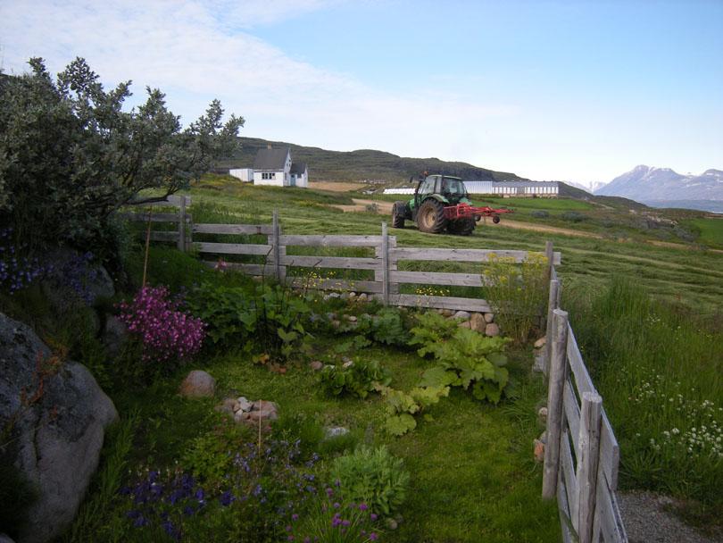 Ipiutaq guest farm, garden outside the dwelling house