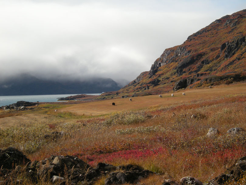 Ipiutaq guest farm, fields on the fjord side, autumn