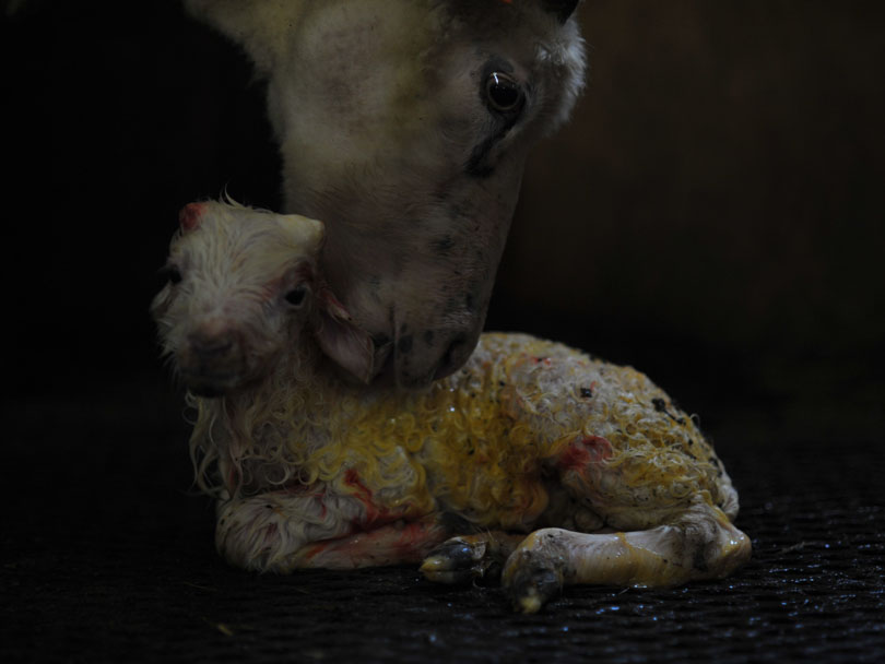 Ipiutaq guest farm, lambing time