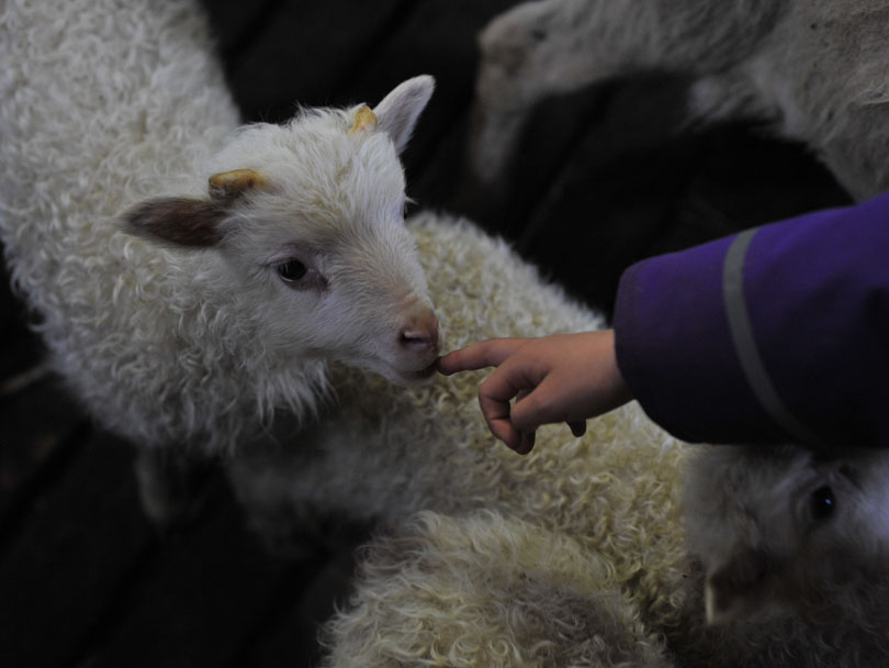 Ipiutaq guest farm, lambing time