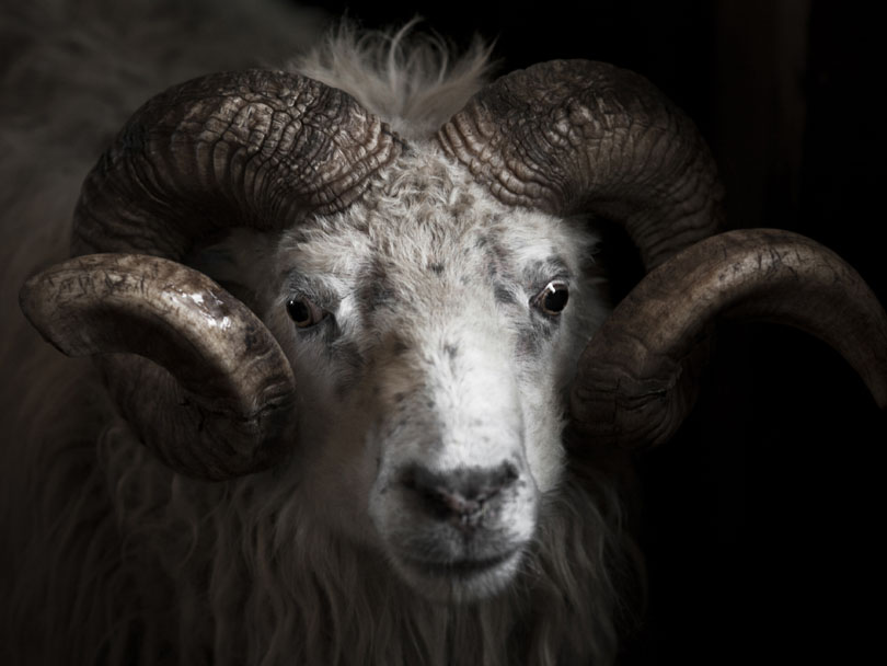 Ipiutaq guest farm, "Aqqu", our oldest ram