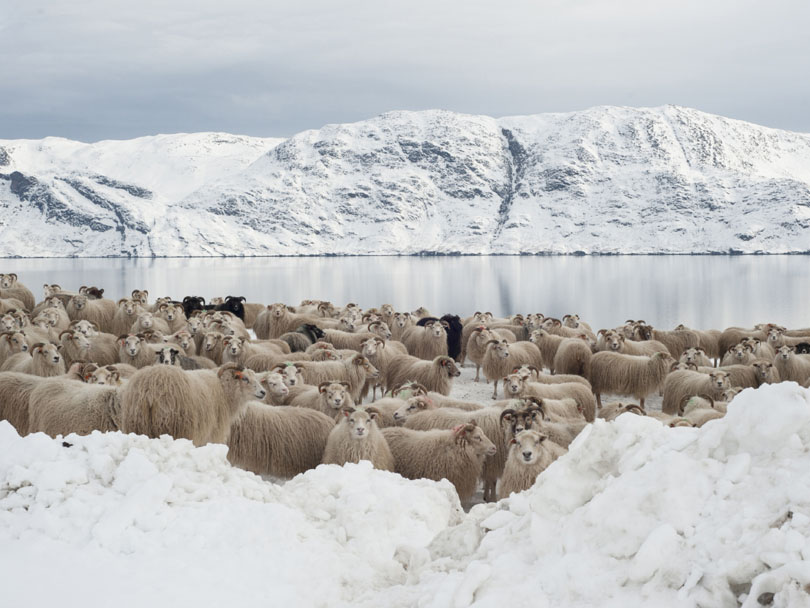 Ipiutaq guest farm, a flock of Greenlandic sheep