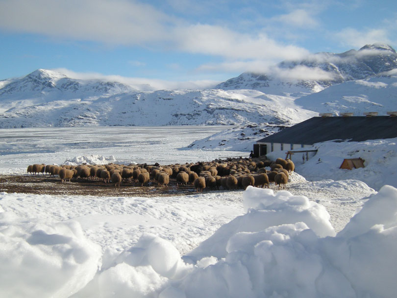 Ipiutaq guest farm, a flock of Greenlandic sheep