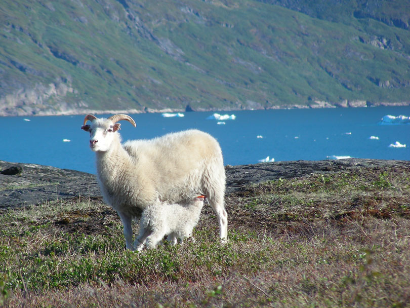 Ipiutaq guest farm, sheep farming and agro-tourism