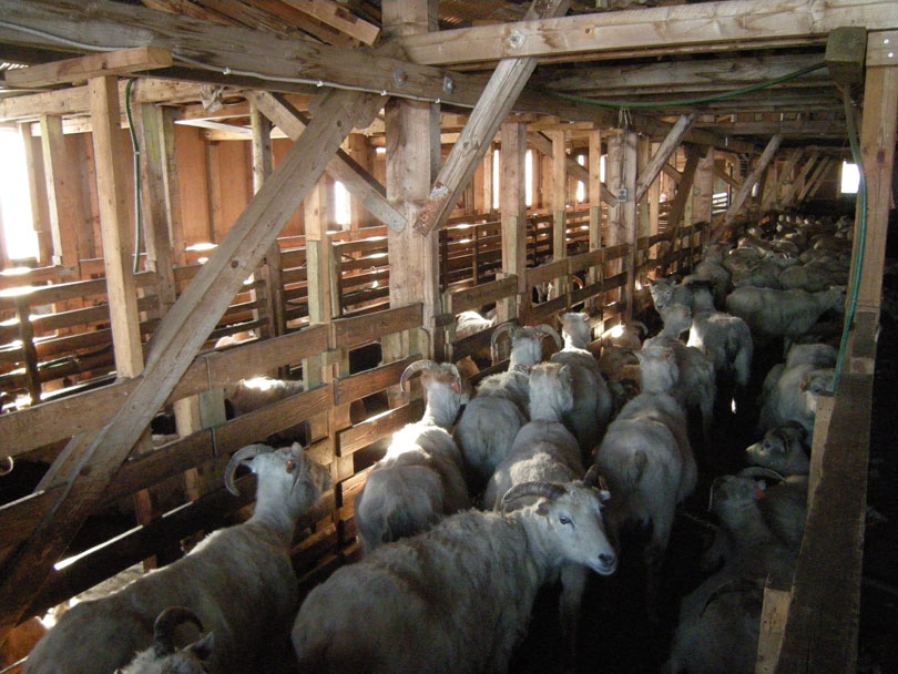 Ipiutaq guest farm, inside the sheepfold