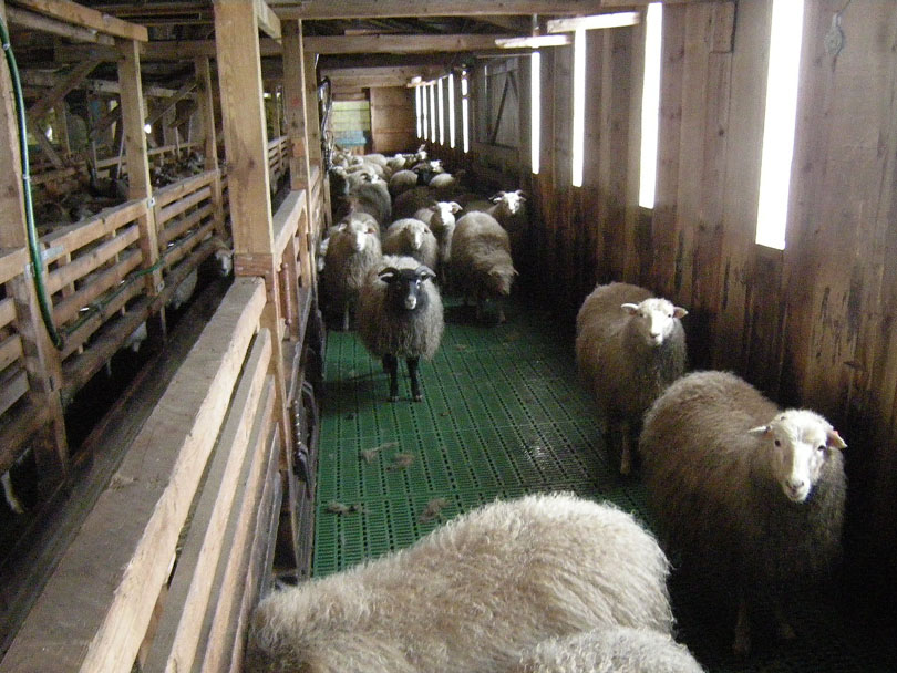 Ipiutaq guest farm, new plastic modular slatted floors in the sheepfold