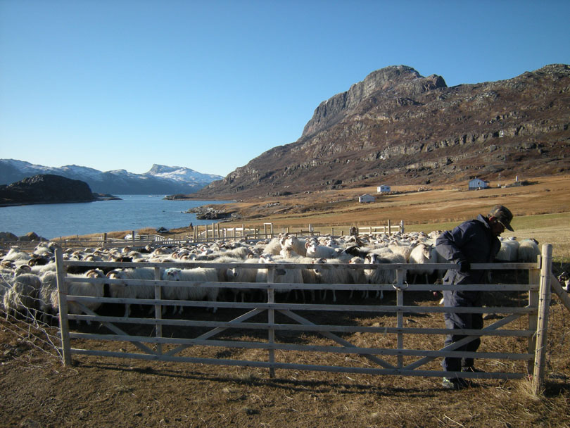 Ipiutaq guest farm, sorting place for sheep and lambs