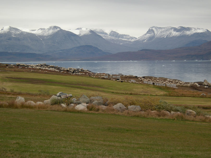 Ipiutaq guest farm, sorting place for sheep and lambs