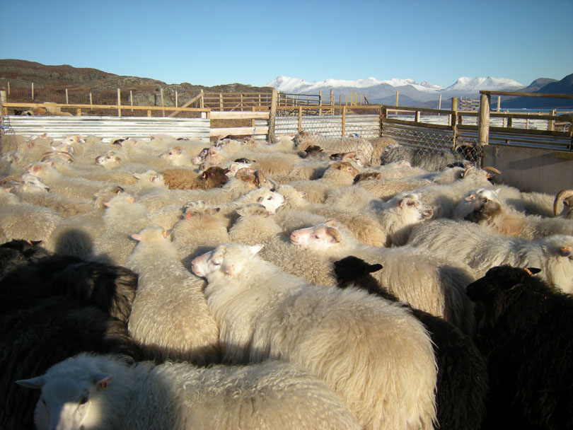 Ipiutaq guest farm, lambs back after summertime in the mountains