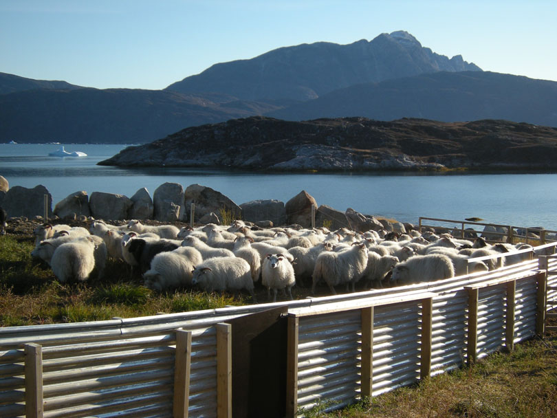 Ipiutaq guest farm, sorting place for sheep and lambs